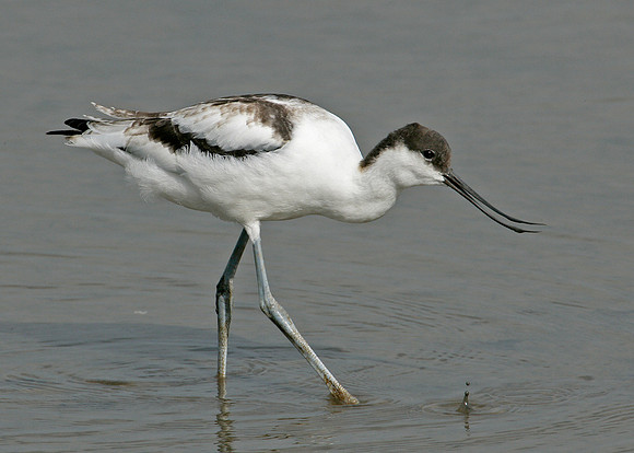 Avocet Recurvirostra avosetta
