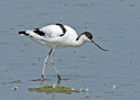 Avocet Recurvirostra avosetta
