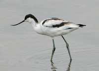 Avocet Recurvirostra avosetta