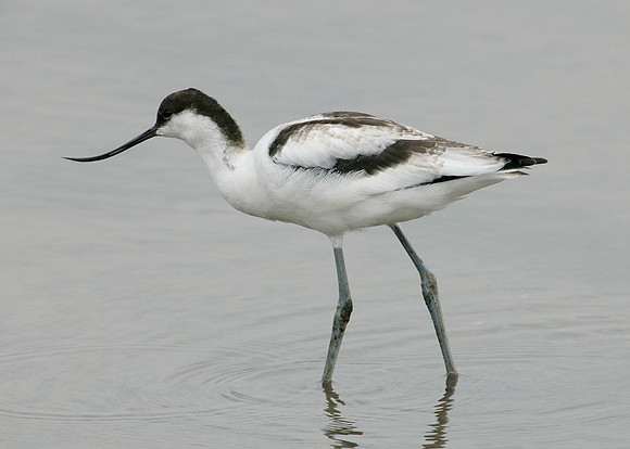 Avocet Recurvirostra avosetta