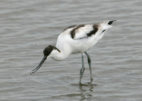 Avocet Recurvirostra avosetta