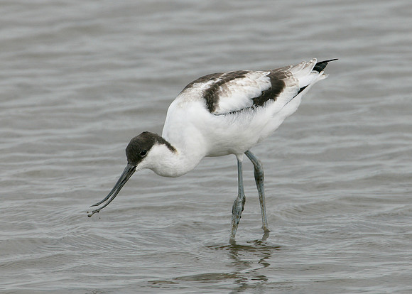 Avocet Recurvirostra avosetta