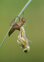 Four-spotted Chaser Libellula quadrimaculata