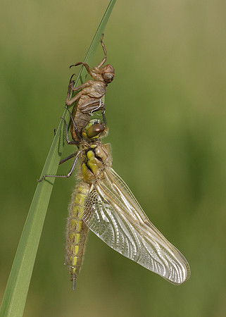 Four-spotted Chaser Libellula quadrimaculata