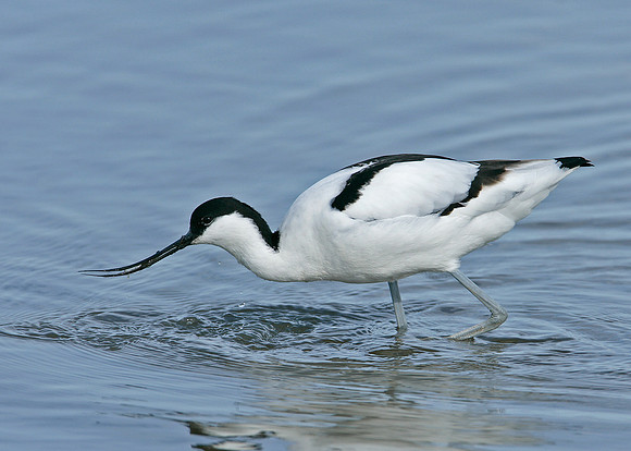 Avocet Recurvirostra avosetta