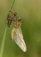 Four-spotted Chaser Libellula quadrimaculata