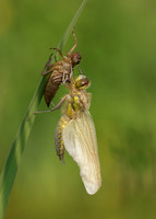 Four-spotted Chaser Libellula quadrimaculata