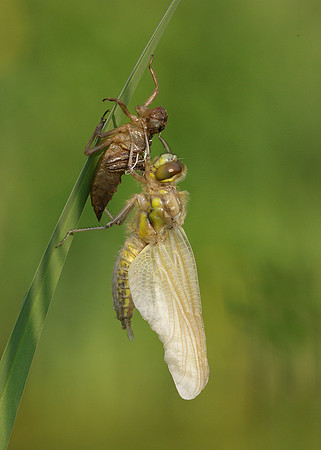 Four-spotted Chaser Libellula quadrimaculata