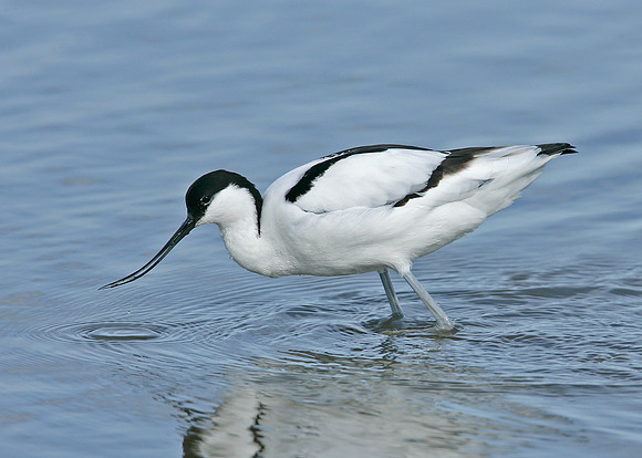 Avocet Recurvirostra avosetta