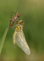 Four-spotted Chaser Libellula quadrimaculata