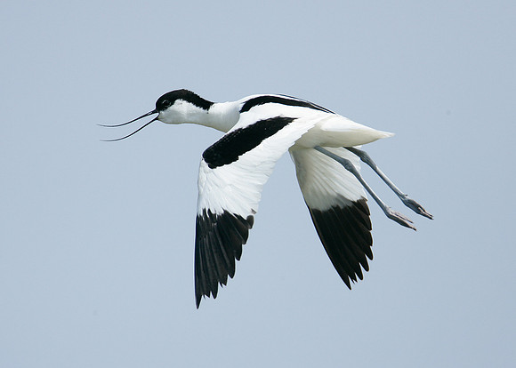 Avocet Recurvirostra avosetta
