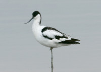 Avocet Recurvirostra avosetta