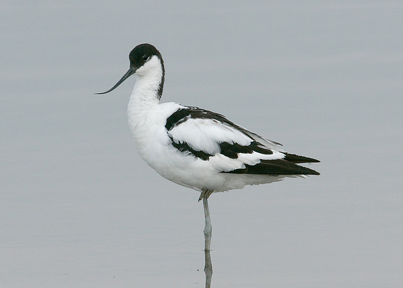 Avocet Recurvirostra avosetta