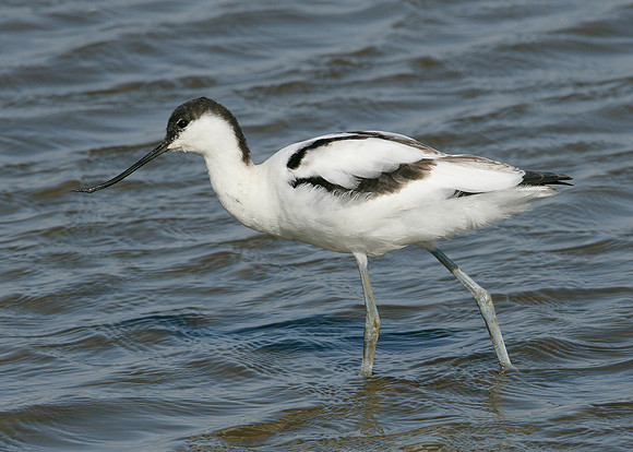Avocet Recurvirostra avosetta