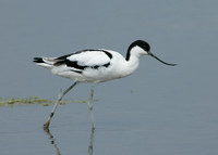 Avocet Recurvirostra avosetta