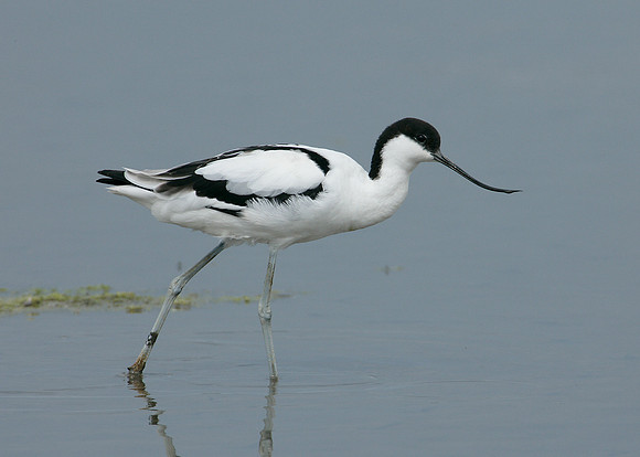 Avocet Recurvirostra avosetta