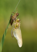 Four-spotted Chaser Libellula quadrimaculata