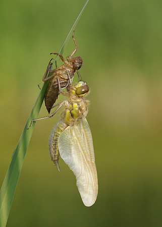 Four-spotted Chaser Libellula quadrimaculata