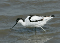 Avocet Recurvirostra avosetta