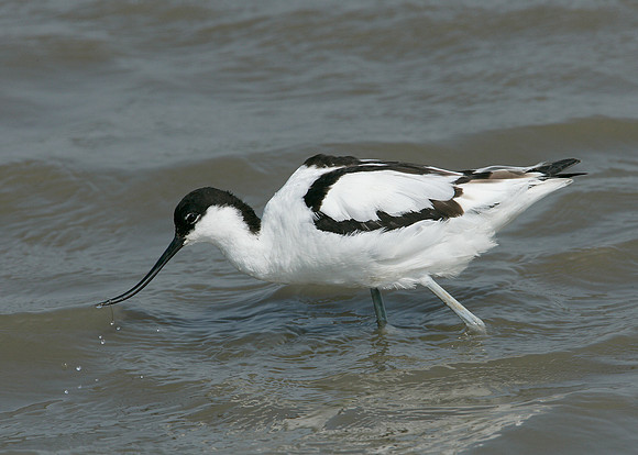 Avocet Recurvirostra avosetta