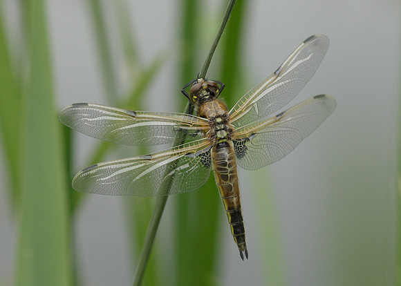 Four-spotted Chaser Libellula quadrimaculata