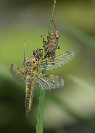 Four-spotted Chaser Libellula quadrimaculata