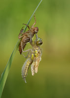 Emerging Four-spotted Chaser 1