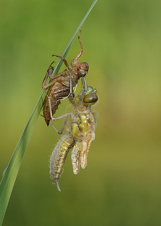 Four-spotted Chaser Libellula quadrimaculata