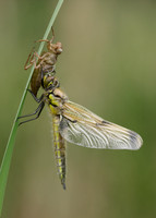 Four-spotted Chaser Libellula quadrimaculata
