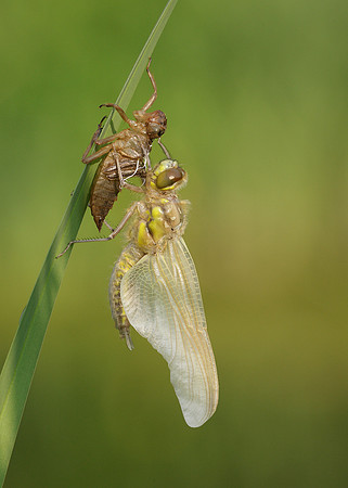 Four-spotted Chaser Libellula quadrimaculata