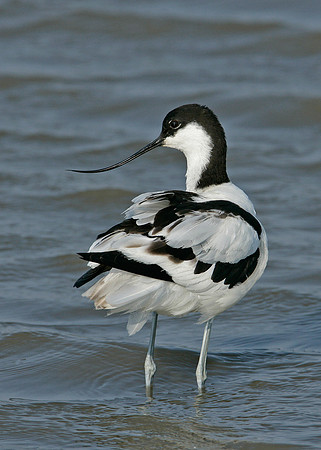 Avocet Recurvirostra avosetta