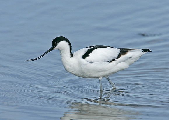 Avocet Recurvirostra avosetta