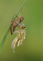Four-spotted Chaser Libellula quadrimaculata