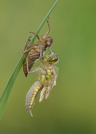 Four-spotted Chaser Libellula quadrimaculata