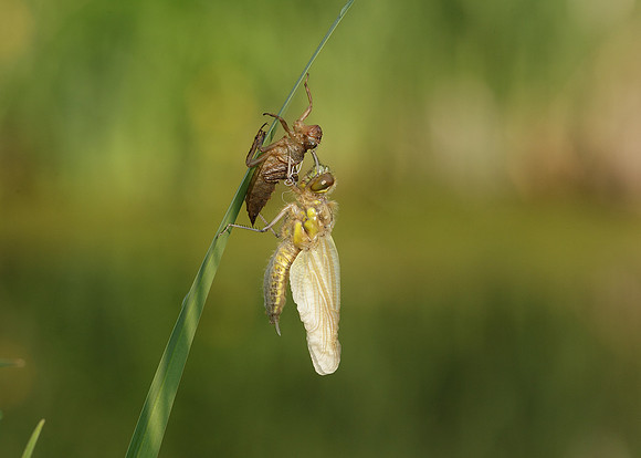 Four-spotted Chaser Libellula quadrimaculata