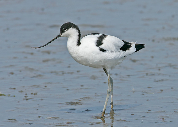 Avocet Recurvirostra avosetta