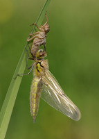 Four-spotted Chaser Libellula quadrimaculata