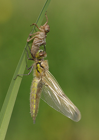 Four-spotted Chaser Libellula quadrimaculata