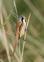 Bearded Tit Panurus biarmicus