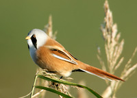 Bearded Tit Panurus biarmicus