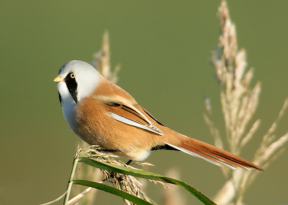 Bearded Tit Panurus biarmicus