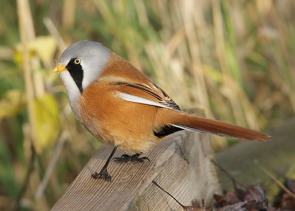 Bearded Tit Panurus biarmicus