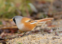 Bearded Tit Panurus biarmicus