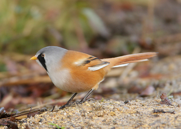 Bearded Tit Panurus biarmicus