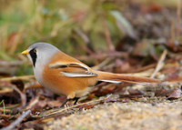Bearded Tit Panurus biarmicus