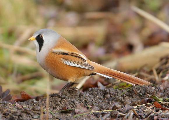 Bearded Tit Panurus biarmicus