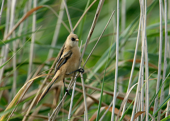 Bearded Tit Panurus biarmicus
