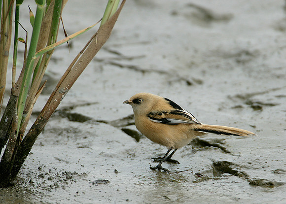 Bearded Tit Panurus biarmicus