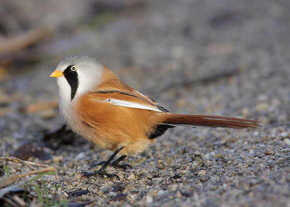 Bearded Tit Panurus biarmicus