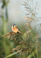 Bearded Tit Panurus biarmicus